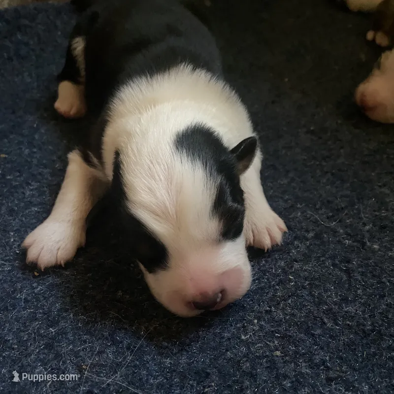 Cookie – Australian Shepherd puppy for sale in Lockhart, TX