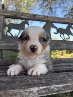 Nala, a female Australian Shepherd for sale in Lockhart, TX – 3 of 5
