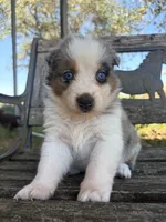 Leo, a male Australian Shepherd for sale in Lockhart, TX – 5 of 5