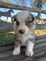 Nala, a female Australian Shepherd for sale in Lockhart, TX – 1 of 5