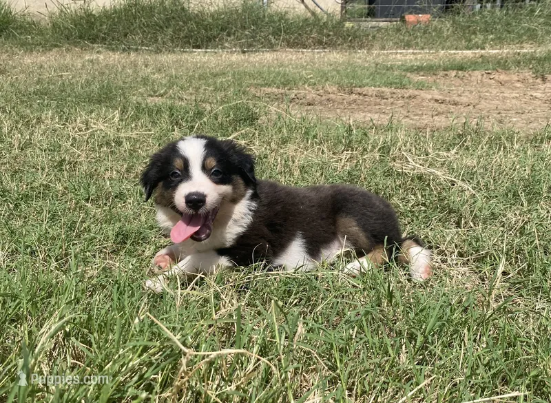 Jake – Australian Shepherd puppy for sale in Lockhart, TX