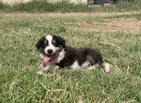 Jake, a male Australian Shepherd for sale in Lockhart, TX – 1 of 3