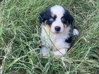 Grace, a female Australian Shepherd for sale in Lockhart, TX – 5 of 9