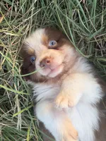 Red, a male Australian Shepherd for sale in Lockhart, TX – 5 of 5