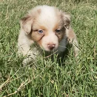 Ruby, a female Australian Shepherd for sale in Lockhart, TX – 5 of 7