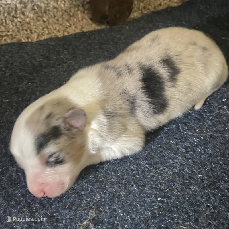 Cooper – Australian Shepherd puppy for sale in Lockhart, TX