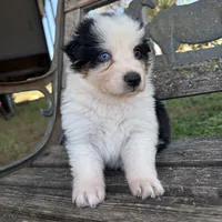 Bear, a male Australian Shepherd for sale in Lockhart, TX – 2 of 7