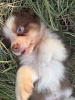 Red, a male Australian Shepherd for sale in Lockhart, TX – 3 of 5