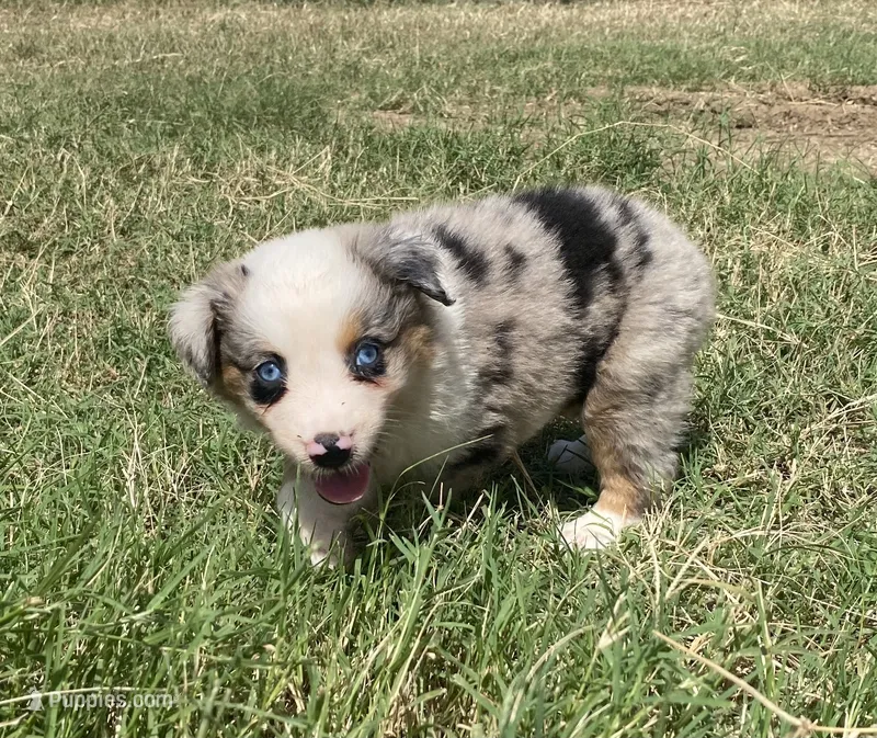 Blue – Australian Shepherd puppy for sale in Lockhart, TX
