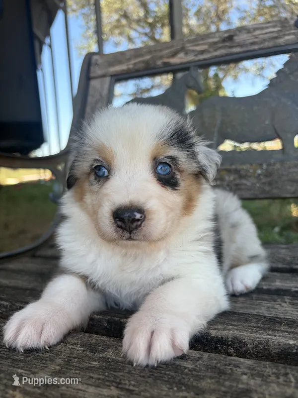Cooper – Australian Shepherd puppy for sale in Lockhart, TX