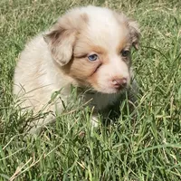 Ruby, a female Australian Shepherd for sale in Lockhart, TX – 6 of 7
