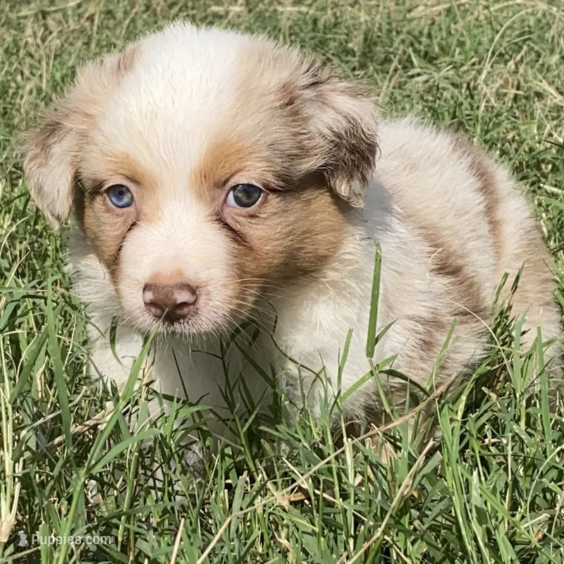 Ruby – Australian Shepherd puppy for sale in Lockhart, TX