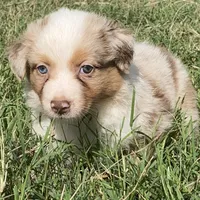 Ruby, a female Australian Shepherd for sale in Lockhart, TX – 1 of 7
