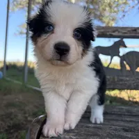 Bear, a male Australian Shepherd for sale in Lockhart, TX – 7 of 7