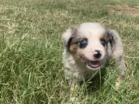 Blue, a male Australian Shepherd for sale in Lockhart, TX – 3 of 5