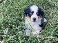 Grace, a female Australian Shepherd for sale in Lockhart, TX – 6 of 9