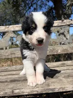 Cookie, a female Australian Shepherd for sale in Lockhart, TX – 6 of 7
