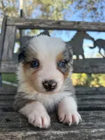 Nala, a female Australian Shepherd for sale in Lockhart, TX – 2 of 5
