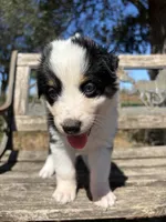 Cookie, a female Australian Shepherd for sale in Lockhart, TX – 4 of 7