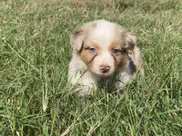 Ruby, a female Australian Shepherd for sale in Lockhart, TX – 7 of 7