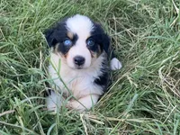 Grace, a female Australian Shepherd for sale in Lockhart, TX – 3 of 9