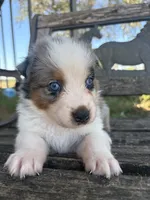 Leo, a male Australian Shepherd for sale in Lockhart, TX – 2 of 5