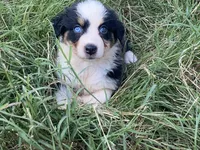 Grace, a female Australian Shepherd for sale in Lockhart, TX – 4 of 9