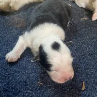 Bear, a male Australian Shepherd for sale in Lockhart, TX – 1 of 1
