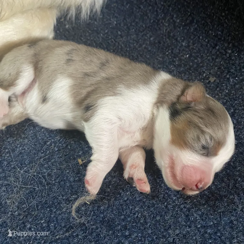 Leo – Australian Shepherd puppy for sale in Lockhart, TX