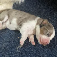 Leo, a male Australian Shepherd for sale in Lockhart, TX – 1 of 1