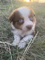 Red, a male Australian Shepherd for sale in Lockhart, TX – 4 of 5