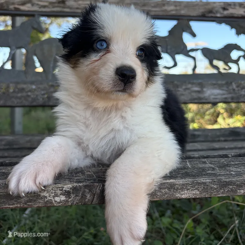 Bear – Australian Shepherd puppy for sale in Lockhart, TX