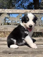 Cookie, a female Australian Shepherd for sale in Lockhart, TX – 2 of 7