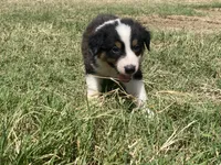 Jake, a male Australian Shepherd for sale in Lockhart, TX – 2 of 3