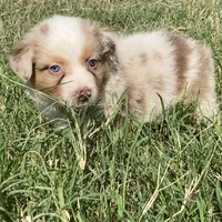 Ruby, a female Australian Shepherd for sale in Lockhart, TX – 3 of 7