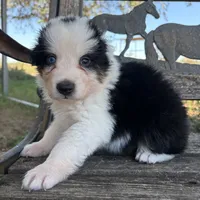 Bear, a male Australian Shepherd for sale in Lockhart, TX – 6 of 7