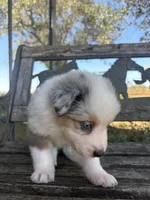 Cooper, a male Australian Shepherd for sale in Lockhart, TX – 4 of 7