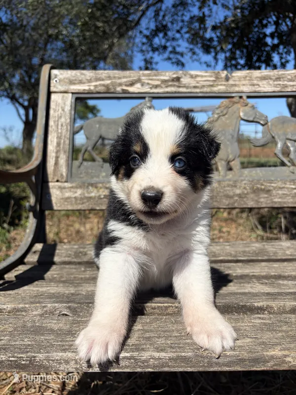 Cookie – Australian Shepherd puppy for sale in Lockhart, TX