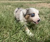Blue, a male Australian Shepherd for sale in Lockhart, TX – 4 of 5