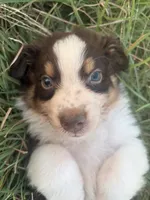 Dark Red, a male Australian Shepherd for sale in Lockhart, TX – 2 of 2