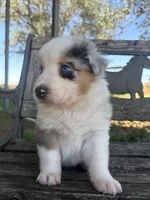 Cooper, a male Australian Shepherd for sale in Lockhart, TX – 5 of 7
