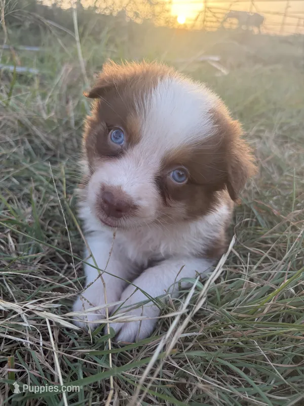 Red – Australian Shepherd puppy for sale in Lockhart, TX