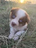 Red, a male Australian Shepherd for sale in Lockhart, TX – 1 of 5