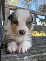 Nala, a female Australian Shepherd for sale in Lockhart, TX – 4 of 5