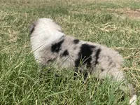 Blue, a male Australian Shepherd for sale in Lockhart, TX – 5 of 5