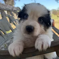 Bear, a male Australian Shepherd for sale in Lockhart, TX – 3 of 7