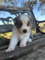Leo, a male Australian Shepherd for sale in Lockhart, TX – 3 of 5