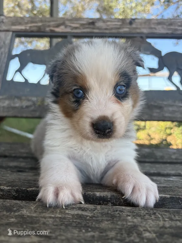 Leo – Australian Shepherd puppy for sale in Lockhart, TX