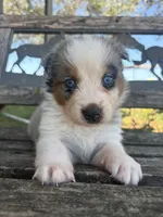 Leo, a male Australian Shepherd for sale in Lockhart, TX – 1 of 5