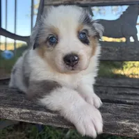 Cooper, a male Australian Shepherd for sale in Lockhart, TX – 7 of 7